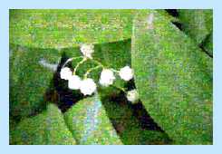 Www imgonline com