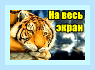 Включить полноэкранный режим