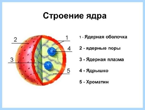 1 ядро 2 потока могло быть 1 ядро 2 потока могло быть