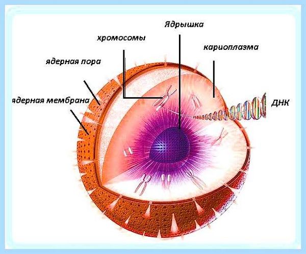 1 ядро 2 потока он будет больше 1 ядро 2 потока он будет больше